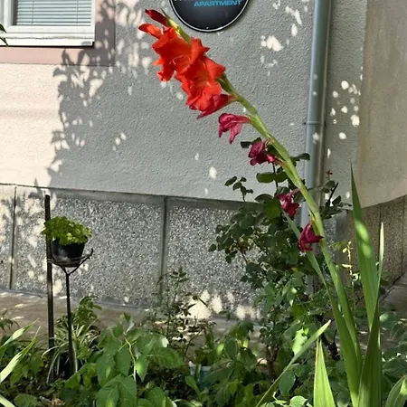 アパート Meridian *